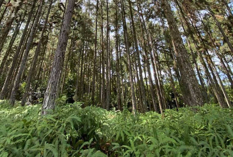​Un texte pour exploiter les forêts privées de pin des Caraïbes en Polynésie