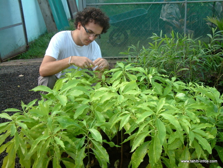 Nicolas Martin, doctorant à l'Université de la Polynésie , a participé à l'étude du " tueiao ", un arbre aux vertus pharmacologiques très apprécié des guérisseurs traditionnels marquisiens.
