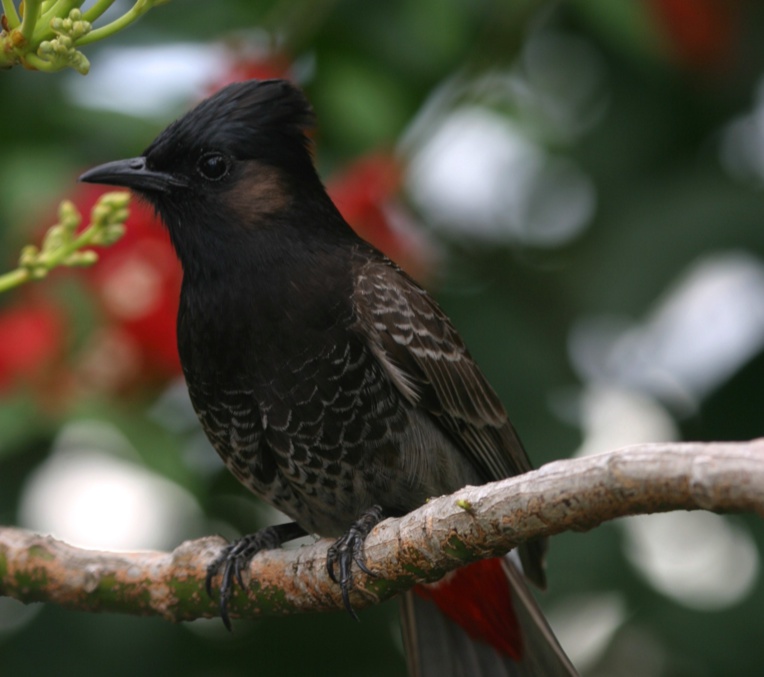 Crédit photo : Thomas Ghestemme