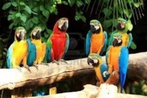 Mexique: un parc écologique bat le record Guinness de la reproduction d'aras