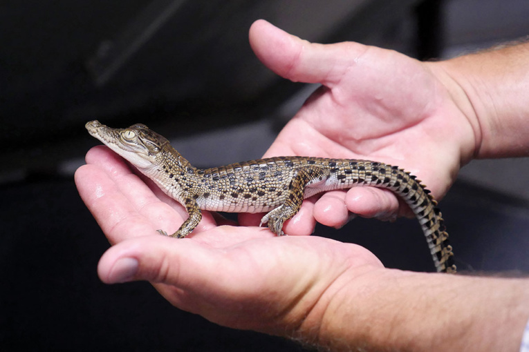 Plongée dans la ferme de crocodiles de LVMH en Australie Plongée dans la ferme de crocodiles de LVMH en Australie
