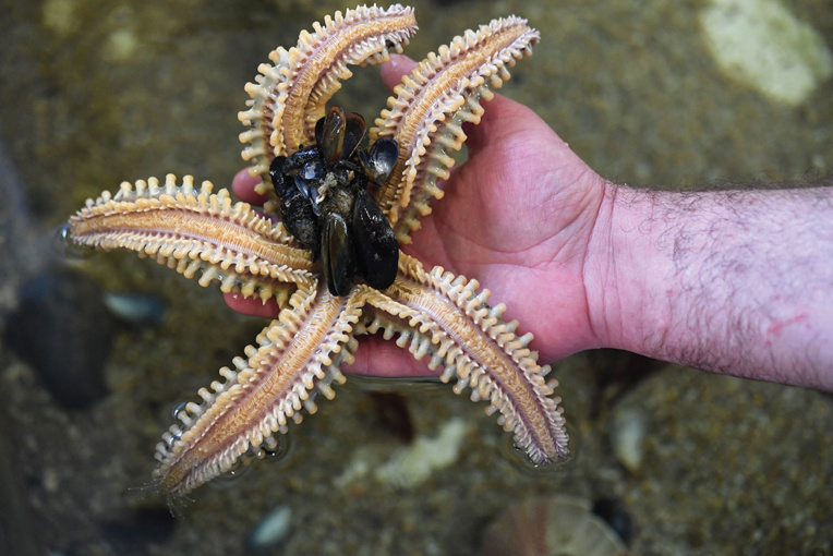 Fascinantes mais inquiétantes, les étoiles de mer se cherchent un avenir Fascinantes mais inquiétantes, les étoiles de mer se cherchent un avenir