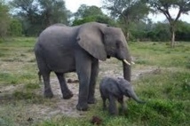 Les éléphants du Mozambique menacés de disparition dans les dix ans