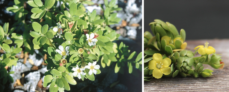 Le miki miki (Pemphis acidula) (à gauche) reconnaissable à ses petites fleurs blanches. Le u’u (Suriana maritima) (à droite) est un concurrent sérieux du miki miki ; ses fleurettes sont toujours jaune citron.