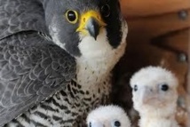 Trois faucons naissent à Paris, une première depuis le XIXe siècle