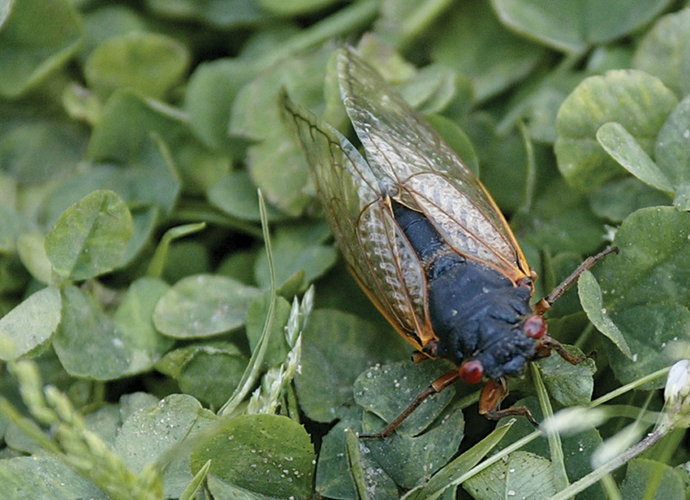 Elles seront "partout": l'Est des Etats-Unis bientôt envahi par des milliards de cigales Elles seront "partout": l'Est des Etats-Unis bientôt envahi par des milliards de cigales