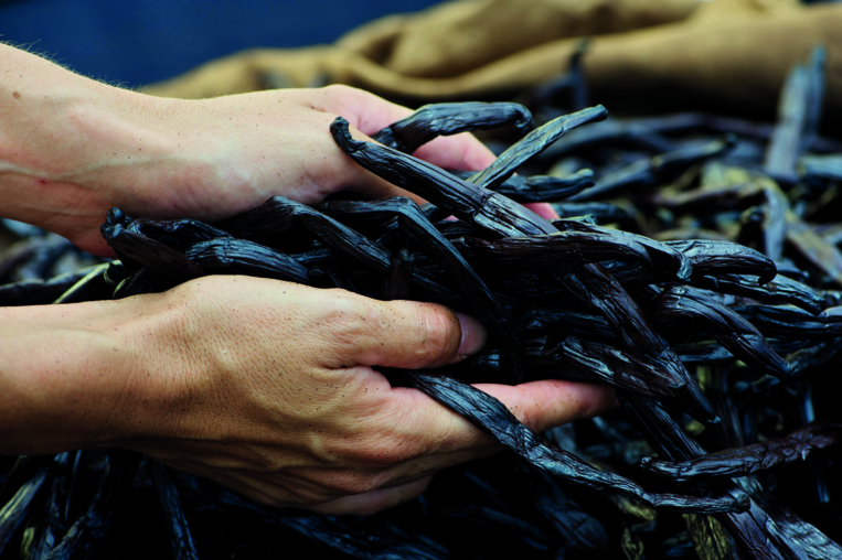 La réforme qui secoue la vanilleraie La réforme qui secoue la vanilleraie