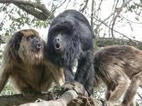 Trois singes hurleurs découverts dans un hôtel de charme en Argentine