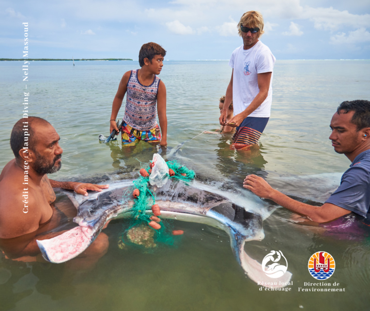 Le matériel de pêche perdu ou abandonné fait régulièrement des victimes inutiles dans les eaux du fenua.
