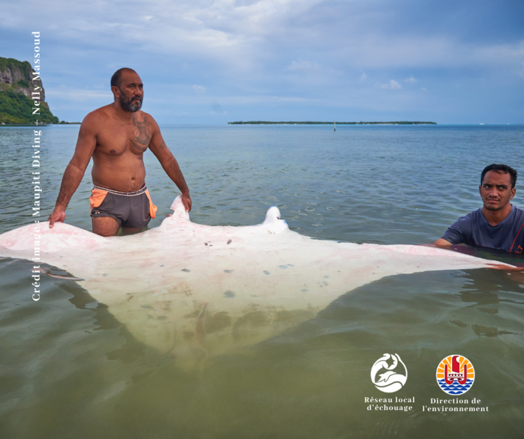 L'animal mesurait plus de trois mètres d'envergure. L'animal mesurait plus de trois mètres d'envergure.