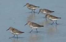 La montée des océans menace la migration des limicoles