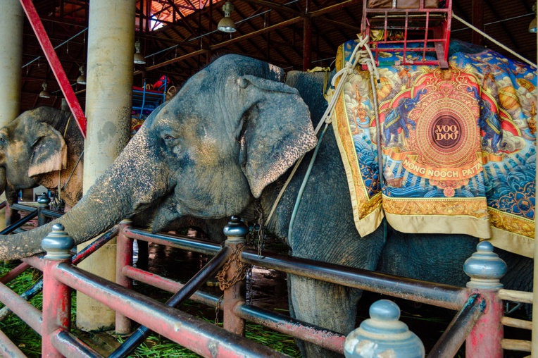 Russie: dispute d'éléphants en plein cirque, une enquête ouverte