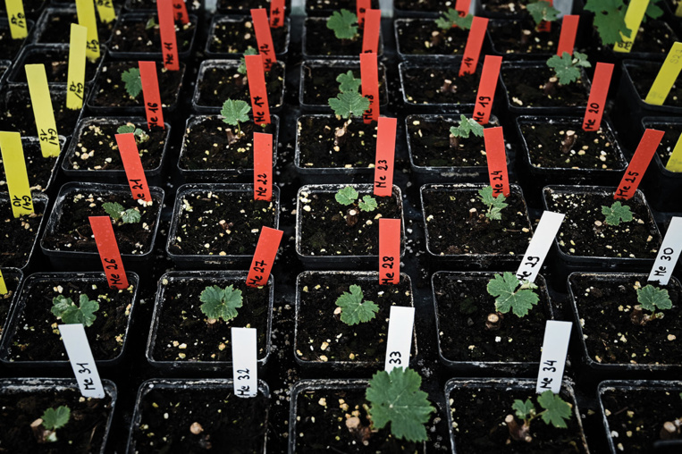 Du Petrus et des plants de vigne envoyés dans l'espace pour tester leur "résilience" Du Petrus et des plants de vigne envoyés dans l'espace pour tester leur "résilience"