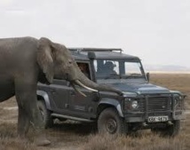Kenya: une responsable d'ONG protégeant les éléphants arrêtée en possession d'ivoire