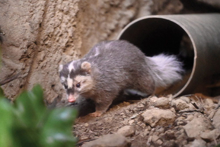 Le blaireau-furet, un suspect dans la transmission du coronavirus Le blaireau-furet, un suspect dans la transmission du coronavirus