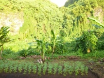 760 plants de cannabis détruits à la Presqu'île