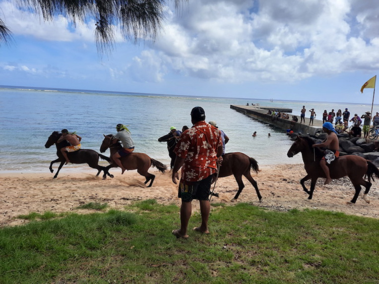 Rea, grand vainqueur des courses équestres de Avera Rea, grand vainqueur des courses équestres de Avera