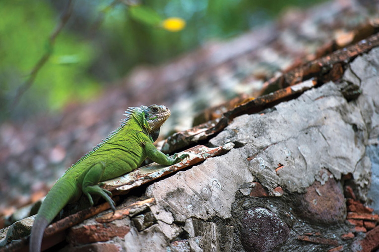 L'iguane local des Antilles menacé par une espèce invasive