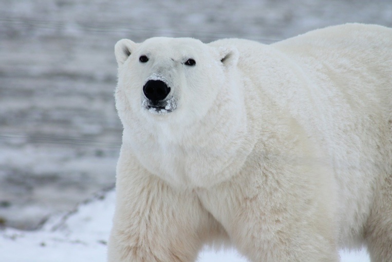En manque de phoques, les ours blancs se tournent - mal - vers les oeufs