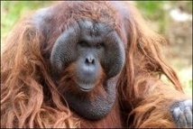 Indonésie: la forêt des orangs-outans menacée, malgré le moratoire