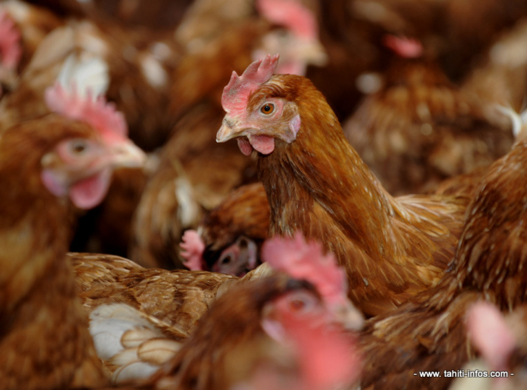 Une classification des élevages de poules pondeuse au fenua Une classification des élevages de poules pondeuse au fenua
