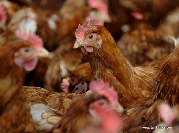​Une classification des élevages de poules pondeuse au fenua