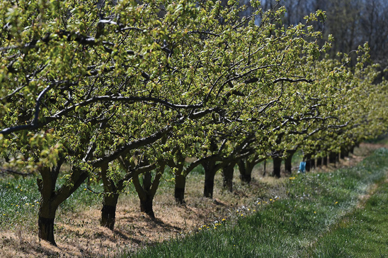 Nuit de gel catastrophique pour les arboriculteurs de la vallée du Rhône
