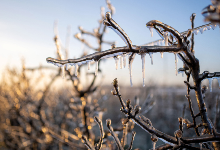 Gel: les vins de Bourgogne et de la vallée du Rhône redoutent une année noire Gel: les vins de Bourgogne et de la vallée du Rhône redoutent une année noire