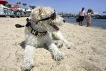 Cannes: le caniche aveugle de Liberace remporte la "Palm dog"