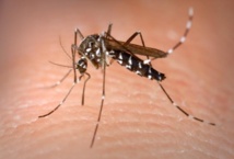 Dengue : une recrudescence des cas