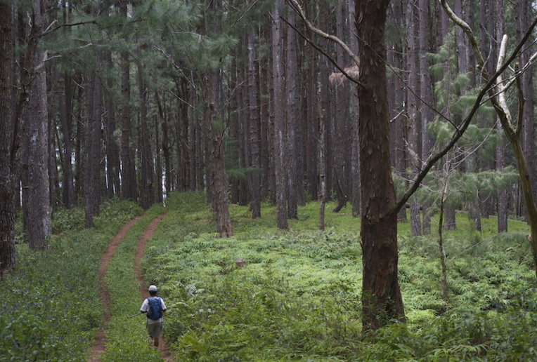 ​La filière bois en bonne voie à Rurutu
