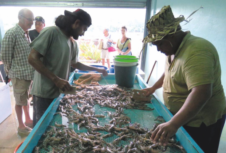 Aquaculture : La crevette en tête, le paraha peue malade