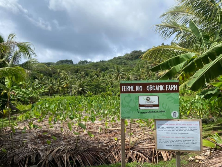 Agriculture biologique : une subvention de 18 millions pour Bio Fetia Agriculture biologique : une subvention de 18 millions pour Bio Fetia