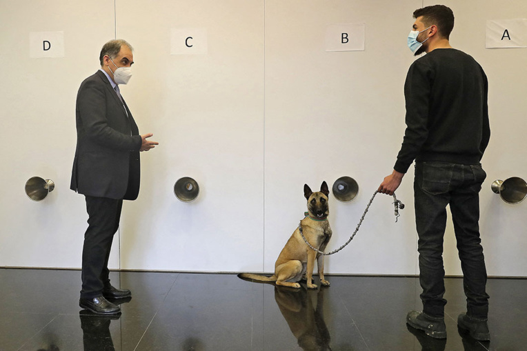 Un médecin libanais mise sur le flair des chiens pour freiner le coronavirus Un médecin libanais mise sur le flair des chiens pour freiner le coronavirus