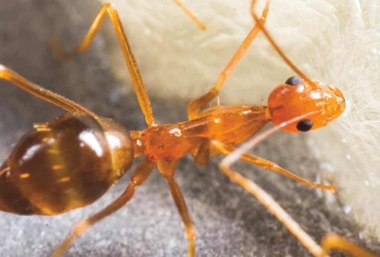 La fourmi folle jaune, qui s'est installée à Hiva Oa. (Crédit photo Thibault Ramage)