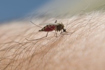 L’épidémie de dengue progresse encore : 99 cas confirmés