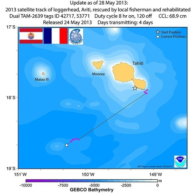 « Ariti, la tortue, prend le large »