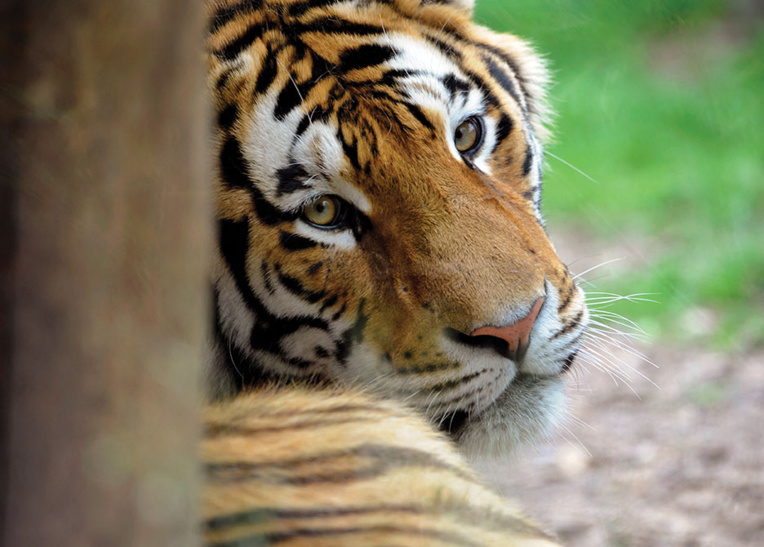 Grosse frayeur dans un village chinois à cause d'un tigre de Sibérie Grosse frayeur dans un village chinois à cause d'un tigre de Sibérie