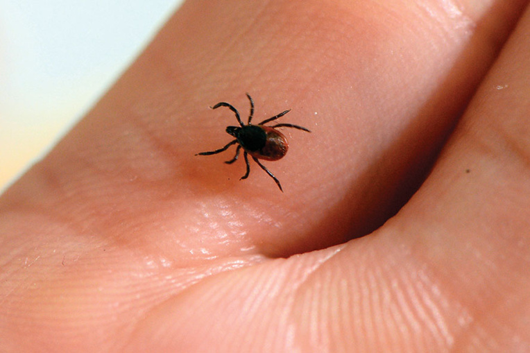 Maladie de Lyme: 30% des tiques porteuses d'un agent infectieux Maladie de Lyme: 30% des tiques porteuses d'un agent infectieux