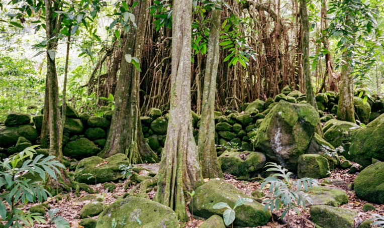 Les arbres, émanations des dieux marquisiens… Les arbres, émanations des dieux marquisiens…