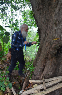 Pour déterminer l’âge, les chercheurs ont prélevé des échantillons à l'aide d’une foreuse permettant de retirer des carottes de 5 mm de diamètre. Il s'agit ensuite de compter les "cernes" d’arbres en laboratoire. Pour déterminer l’âge, les chercheurs ont prélevé des échantillons à l'aide d’une foreuse permettant de retirer des carottes de 5 mm de diamètre. Il s'agit ensuite de compter les "cernes" d’arbres en laboratoire.