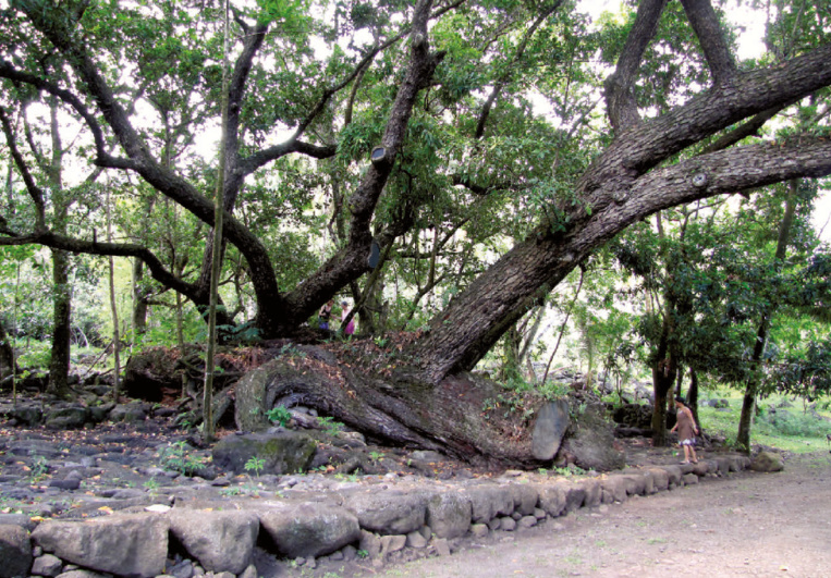Les arbres, émanations des dieux marquisiens…