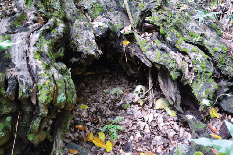 Les arbres, émanations des dieux marquisiens… Les arbres, émanations des dieux marquisiens…