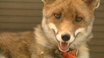 La confiscation du renard apprivoisé Zouzou confirmée en appel