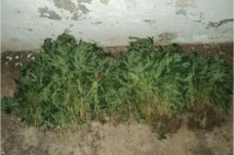 Rurutu : deux cultivateurs de "Paka" déférés pour leur comparution immédiate