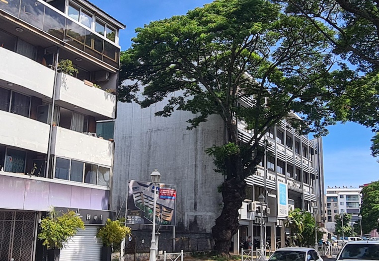 L'abattage gênant d'un marumaru centenaire L'abattage gênant d'un marumaru centenaire