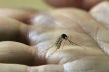 Le nombre de cas de dengue ne faiblit pas