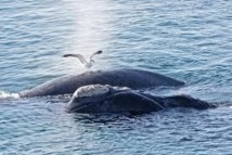 Les baleineaux de Patagonie en danger, le goéland dans le viseur