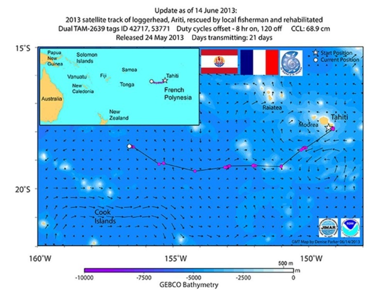 La tortue Ariti poursuit son périple en direction des Samoa