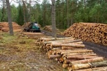La filière forêt-bois prête à créer 25.000 emplois d'ici 2020